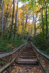 Wooden steps leading up a path in the forest