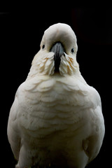 Cockatoo Animal Portrait Black Background Front 