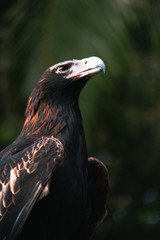 Fototapeta premium Eagle Hawk Bird Portrait Poster Wallpaper Website images Australian Birds Oz animal 