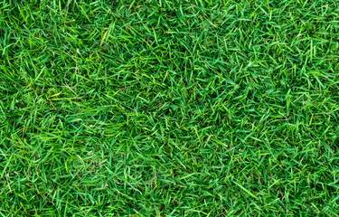 Green grass texture for background. Green lawn pattern and texture background.