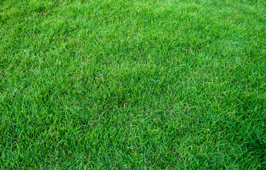 Background of green grass field. Green grass pattern and texture.