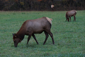 Wild Elk Herd in Oconoluftee, Great Smoky Mountains National Park