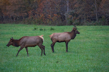 Naklejka na ściany i meble Wild Elk Herd in Oconoluftee, Great Smoky Mountains National Park