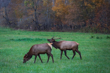 Obraz na płótnie Canvas Wild Elk herd in Oconoluftee, Great Smoky Mountains National Park