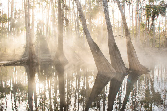 Trees in stream at forest during foggy weather