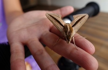 Giant Moth In A Small Hand