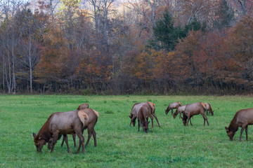 Naklejka na ściany i meble Wild Elk Herd in Oconoluftee, Great Smoky Mountains National Park