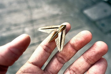 Giant Moth On My Finger