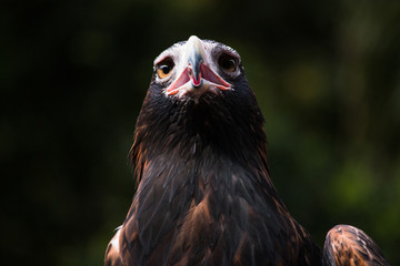 Hunter Predator Beak Eagle Hawk Bird Portrait Poster Wallpaper Website images Australian Birds Oz animal 