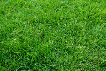 Green grass texture for background. Green lawn pattern and texture background.