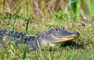 American Alligator happy