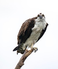 Osprey 