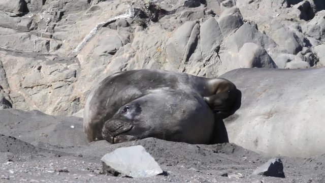 Elephant Seal scratching Sleeping Elephant Seal scrath his body on the beach of Antarctica