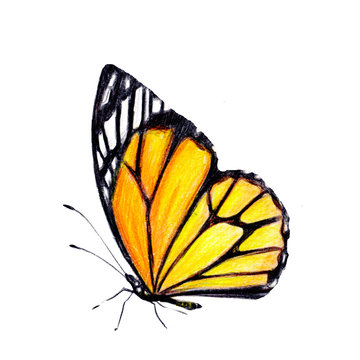 beautiful orange butterfly, isolated  on a white