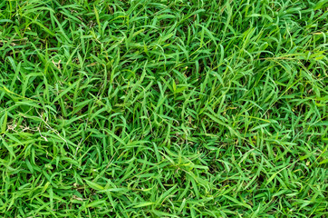 Green grass texture for background. Green lawn pattern and texture background.