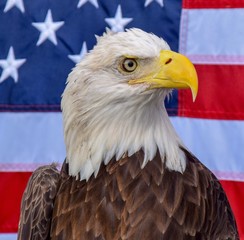 Bald Eagle and American flag 