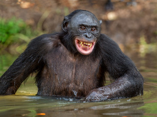 Naklejka premium Smiling Bonobo in the water. Natural habitat. The Bonobo ( Pan paniscus), called the pygmy chimpanzee. Democratic Republic of Congo. Africa