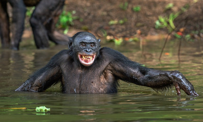 Smiling Bonobo in the water. Natural habitat. The Bonobo ( Pan paniscus), called the pygmy chimpanzee. Democratic Republic of Congo. Africa