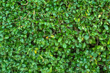 Green fence of leaves wall.