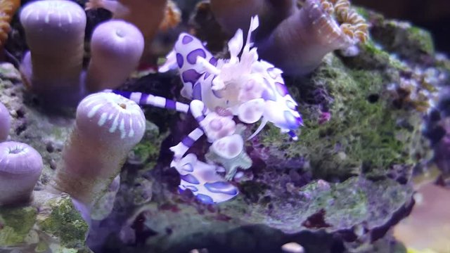 Harlequin Shrimp (Hymenocera elegans) 