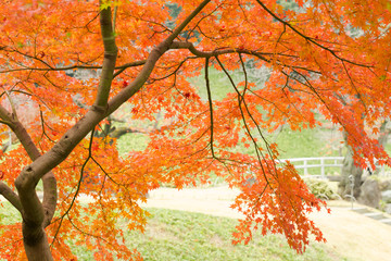 色鮮やかな日本の紅葉