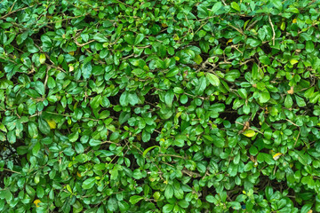 Green fence of leaves wall.