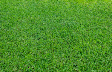 Background of green grass field. Green grass pattern and texture.