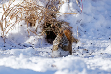 An American Red Squirrel frolics in the snow. These adorable, little squirrels can be found across North America where there are large populations of conifers.