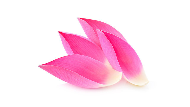 Fototapeta Pink lotus petals isolated on white background.