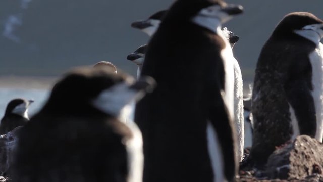 Chinstrap penguin Chinstrap penguin in Antarctica