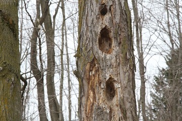 Woodpecker holes in old dead trees