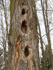 Woodpecker holes in old dead trees