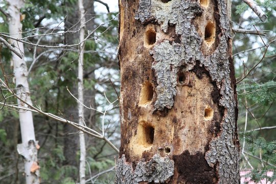 Woodpecker holes in old dead trees