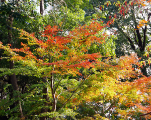 高輪森の公園の紅葉