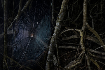 Close-up of spider weaving web amidst branches in forest at Everglades National Park during night