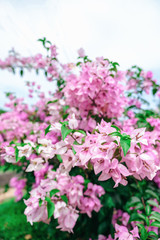 White pink bougainvillea flowers