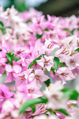 White pink bougainvillea flowers