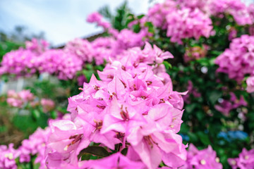 Pink bougainvillea flowers