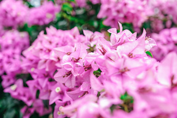 Pink bougainvillea flowers