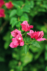 Red bougainvillea flowers