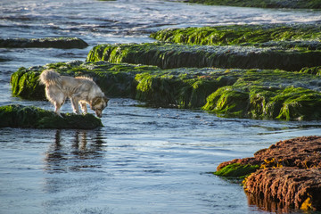 Checking for Fish at Low Tide in California
