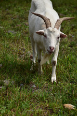 Obraz premium 人懐こいヤギ