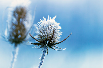 Beautiful blue and white frosty, winter photography of a teasel seed pod covered with frost