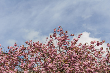 Beautiful natural summer background with flowers at sunny day .