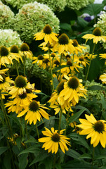 アナベルとルドベキア