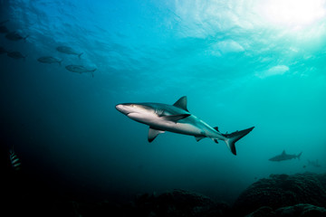 Fototapeta premium Grey reef shark swimming peacefully in clear water