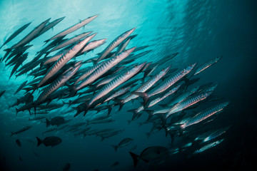 Fototapeta na wymiar Huge schools of barracuda swimming together