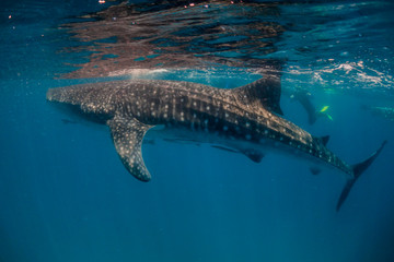 Huge whale shark swimming at the surface near snorkelers