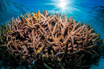 Fototapeta na wymiar Beautiful and healthy hard corals with stunning light rays shining through