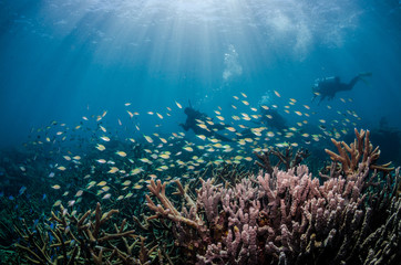 Naklejka na ściany i meble Scuba divers swimming among the beautiful hard corals and healthy marine life
